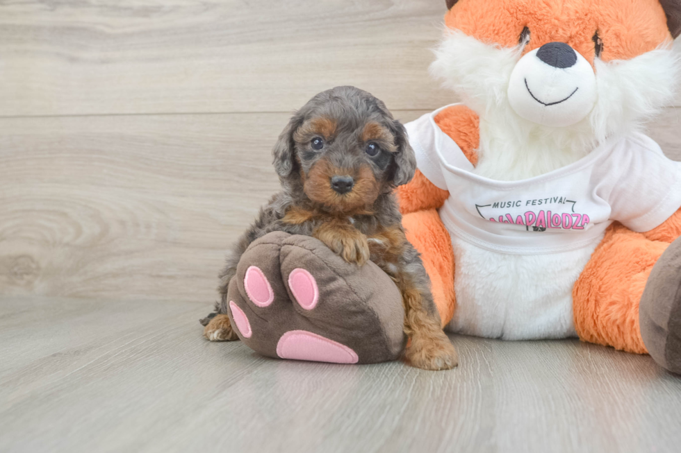 Popular Cavapoo Poodle Mix Pup
