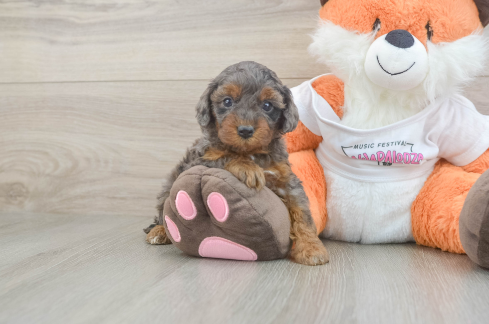 5 week old Cavapoo Puppy For Sale - Simply Southern Pups