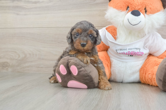 Popular Cavapoo Poodle Mix Pup