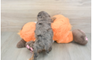 Best Cavapoo Baby
