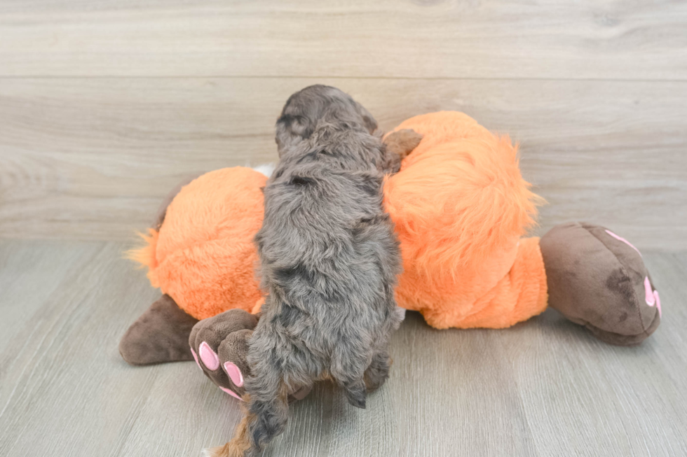 Best Cavapoo Baby