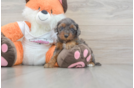 Cavapoo Puppy for Adoption
