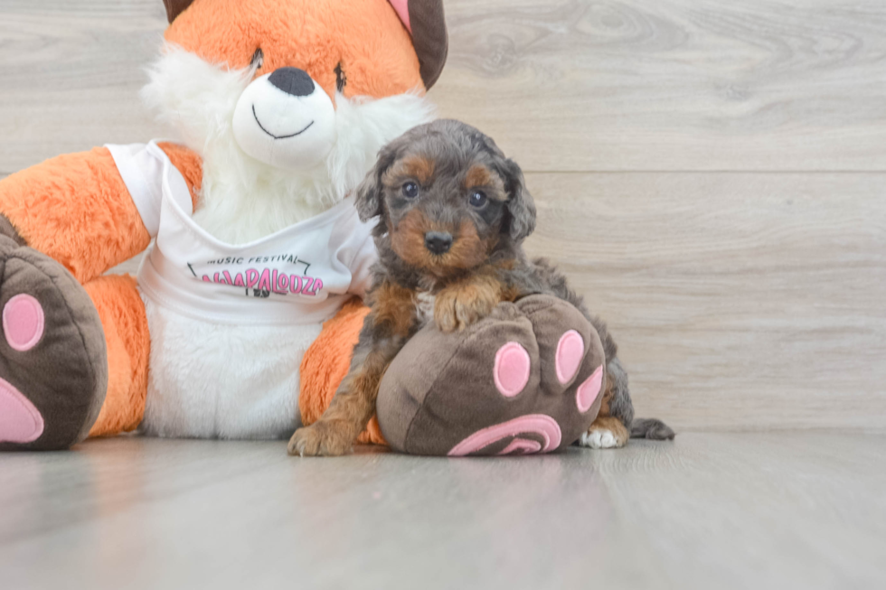 Cavapoo Puppy for Adoption
