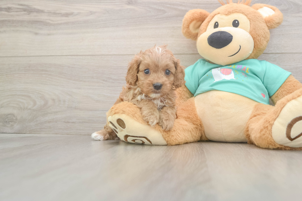 Meet Kandace - our Cavapoo Puppy Photo  2/3 - Simply Southern Pups Cavapoo Puppy for Adoption