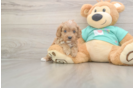 Meet Kandace - our Cavapoo Puppy Photo  2/3 - Simply Southern Pups Cavapoo Puppy for Adoption
