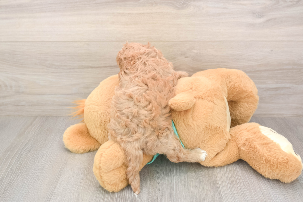 Meet Kandace - our Cavapoo Puppy Photo  3/3 - Simply Southern Pups Best Cavapoo Baby