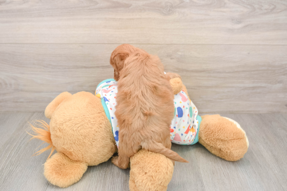 Funny Cavapoo Poodle Mix Pup