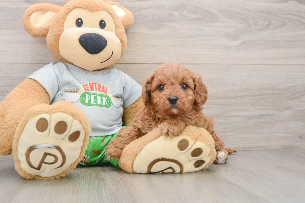 Cavapoo Pup Being Cute