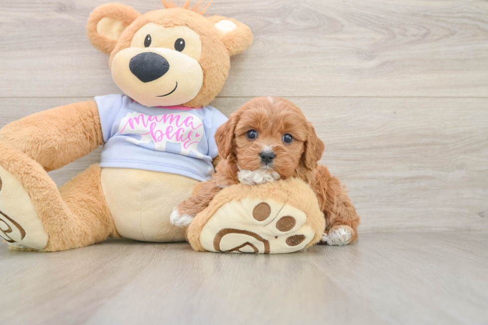 Small Cavapoo Baby