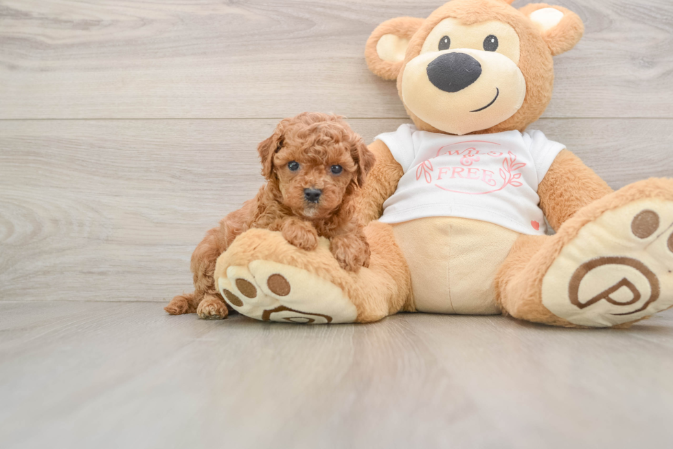 Cavapoo Pup Being Cute