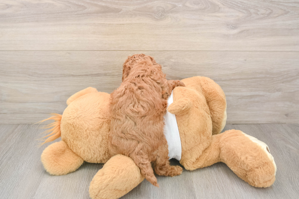 Cavapoo Puppy for Adoption