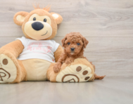 7 week old Cavapoo Puppy For Sale - Simply Southern Pups
