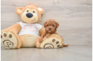 Popular Cavapoo Poodle Mix Pup
