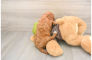 Cavapoo Puppy for Adoption