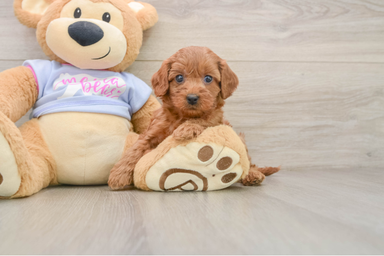 Cute Cavapoo Baby
