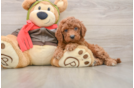 Best Cavapoo Baby