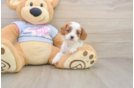 Best Cavapoo Baby