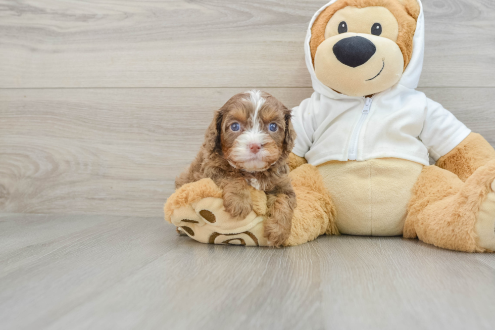 Cute Cavapoo Baby