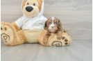 Cavapoo Pup Being Cute