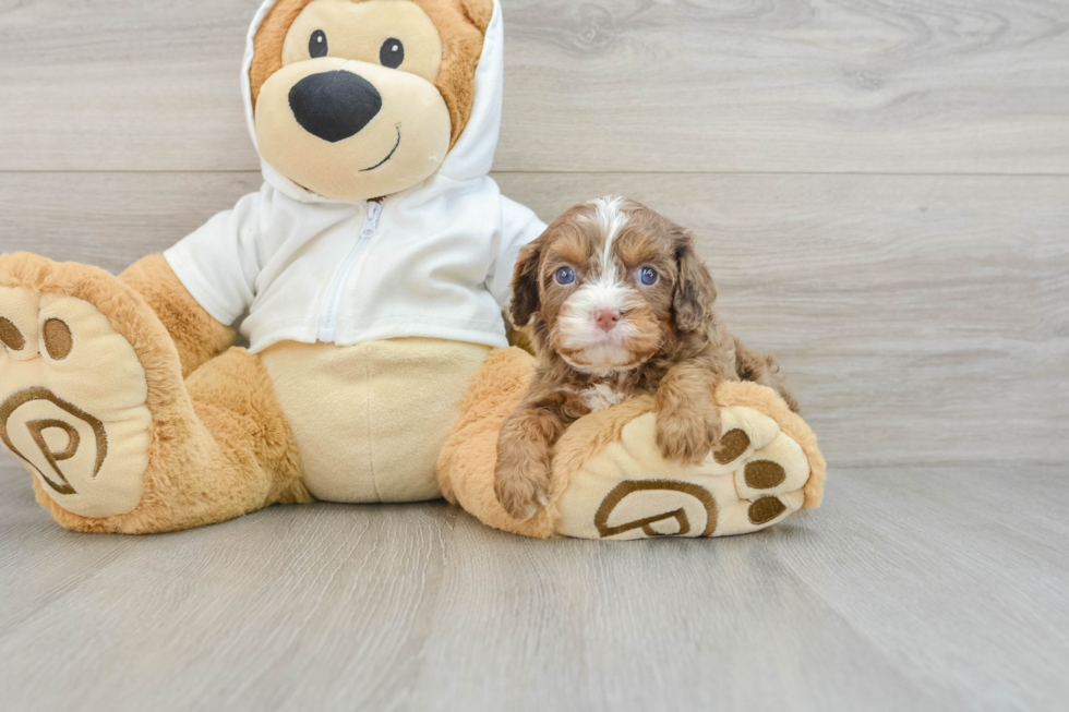 Cavapoo Pup Being Cute