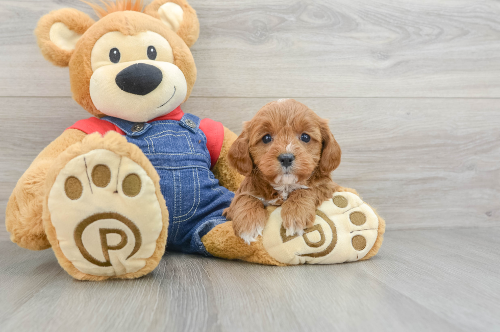 7 week old Cavapoo Puppy For Sale - Simply Southern Pups