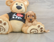7 week old Cavapoo Puppy For Sale - Simply Southern Pups