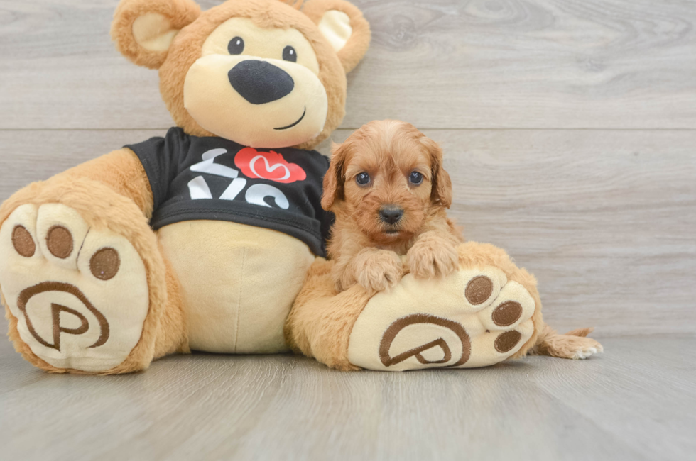 6 week old Cavapoo Puppy For Sale - Simply Southern Pups