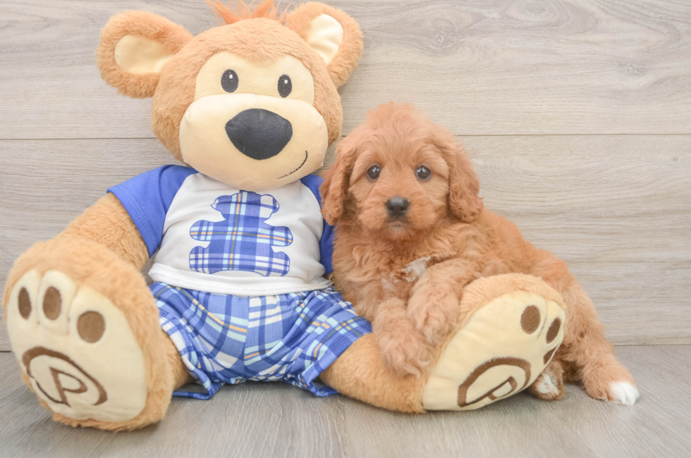 5 week old Cavapoo Puppy For Sale - Simply Southern Pups