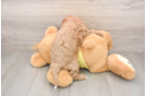 Hypoallergenic Cavadoodle Poodle Mix Puppy