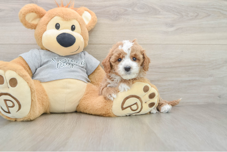 Cute Cavapoo Baby