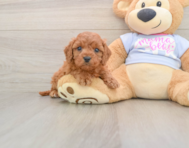 7 week old Cavapoo Puppy For Sale - Simply Southern Pups