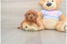 Best Cavapoo Baby