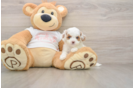 Cavapoo Puppy for Adoption