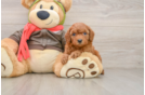 Best Cavapoo Baby
