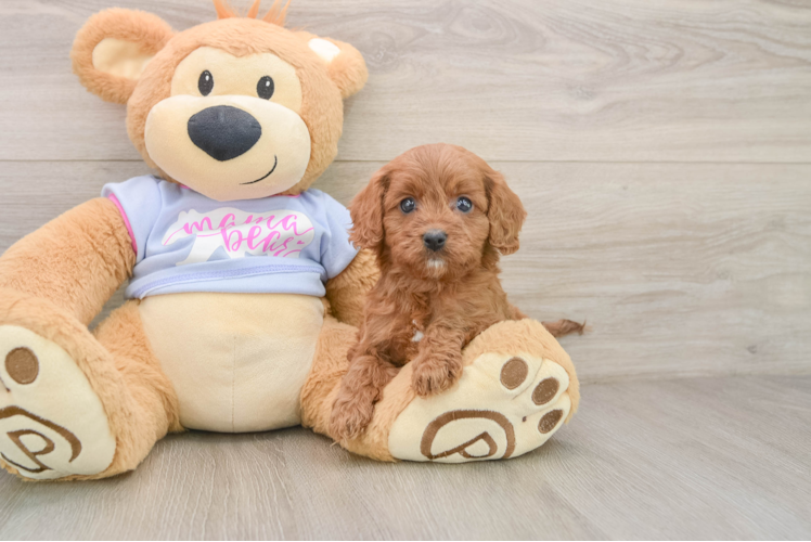 Energetic Cavoodle Poodle Mix Puppy