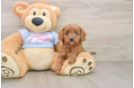 Energetic Cavoodle Poodle Mix Puppy