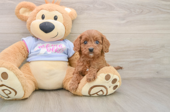Energetic Cavoodle Poodle Mix Puppy