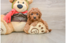 Cute Cavapoo Baby