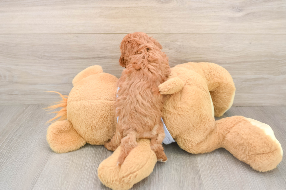 Best Cavapoo Baby