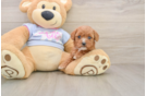 Funny Cavapoo Poodle Mix Pup