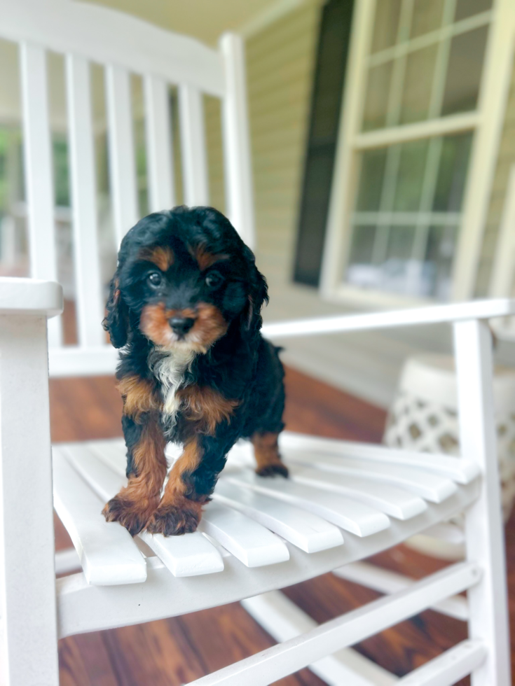 Cute Cavapoo Baby