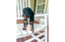 Cavapoo Puppy for Adoption