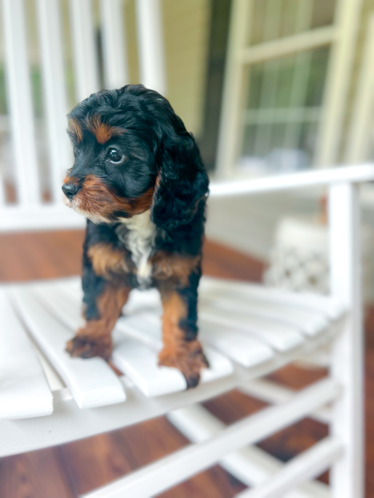 Cavapoo Puppy for Adoption