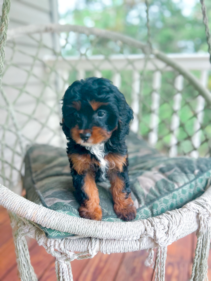 Cute Cavipoo Poodle Mix Puppy