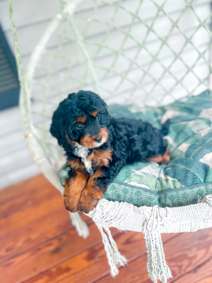 Cavapoo Puppy for Adoption