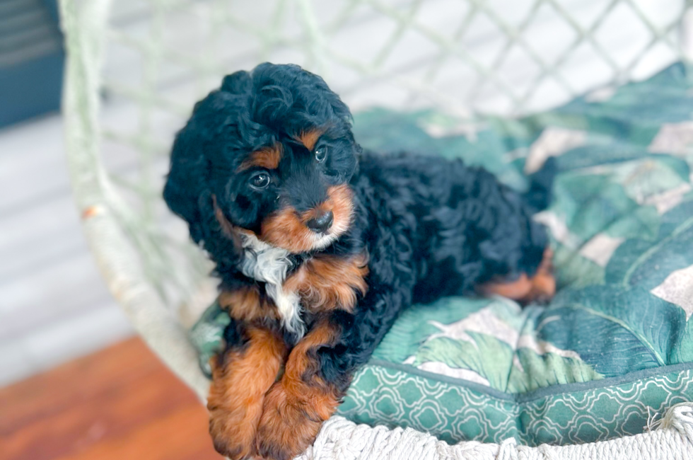 8 week old Cavapoo Puppy For Sale - Simply Southern Pups