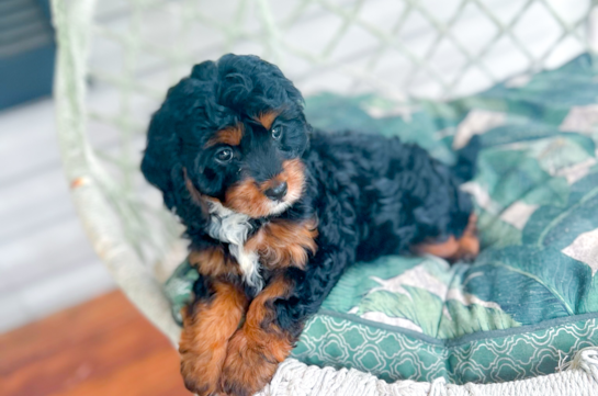 Cavapoo Puppy for Adoption