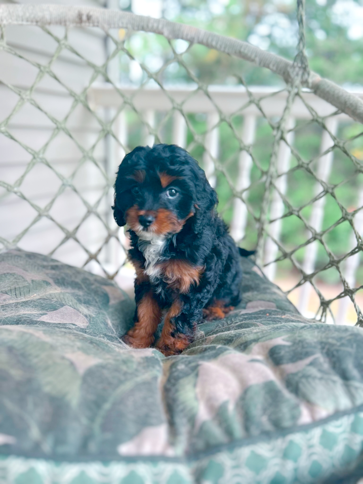 Cavapoo Puppy for Adoption