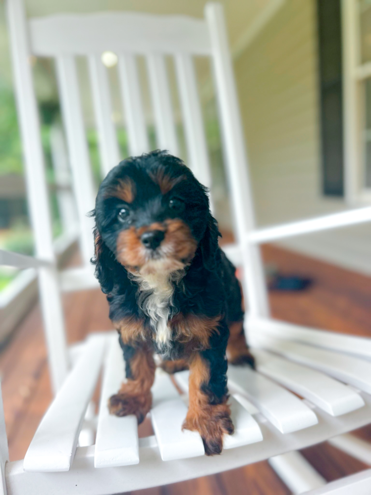 Cute Cavapoodle Poodle Mix Puppy