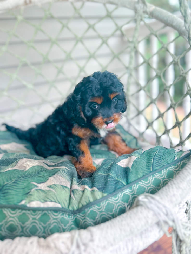 Best Cavapoo Baby